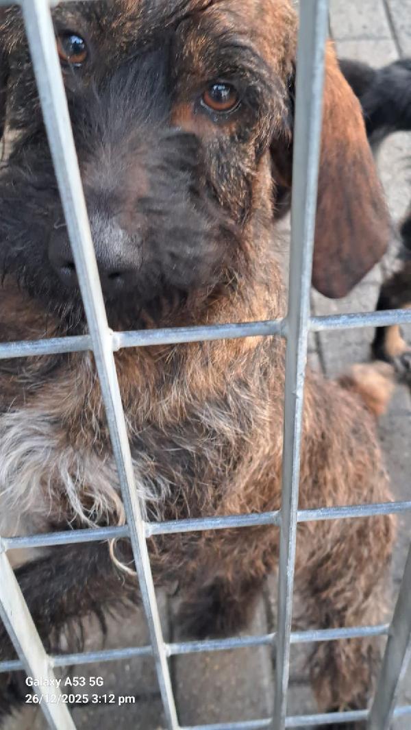 BISCOTTO SEGUGIO Foto 6